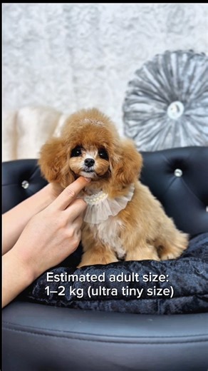 Korean Tiny Toy Poodle & Mini Bichon Breeder on Instagram: "Mini Bichon · Tiny & Toy Poodle – Export DM Estimated adult size: around the low 1–2 kg range (ultra tiny size). Sweet and gentle temperament. Tiny & Toy Poodles hand-raised by a licensed Korean breeder. She continues to grow beautifully with no coat or face change as she matures. 6 months old. Worldwide shipping available ✈️"