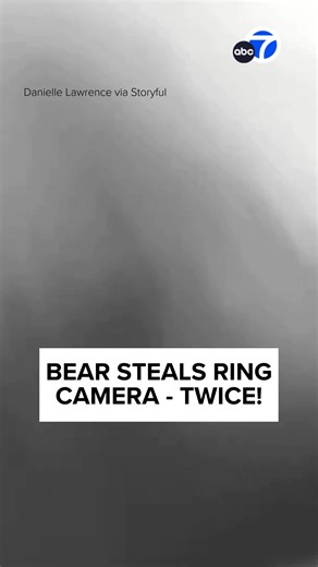 A bear in Connecticut seems to have become a little obsessed with a woman’s Ring camera, with footage showing the animal approaching it and grabbing it in its mouth on two separate nights. The amusing footage was retrieved from Danielle Lawrence’s device after the bear grabbed it on November 20, and again on November 23. | ABC 7 Chicago