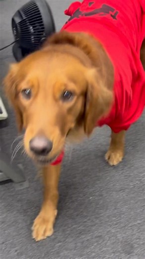 Is your dog a toy destroyer? 🐶 Summer has tested and approved our fire hose toys. They're made for serious play! Check them out. (link in the comments) | Recycled Firefighter