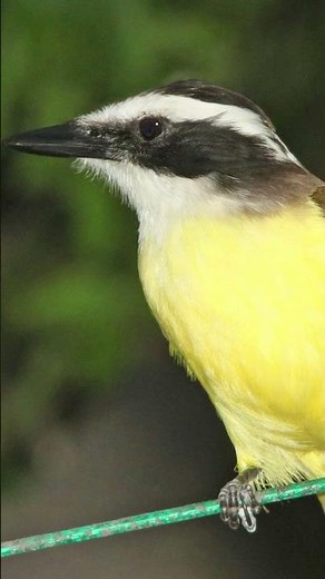 Great Kiskadee Flycatcher Song Video: Nature Sounds for Sleep
