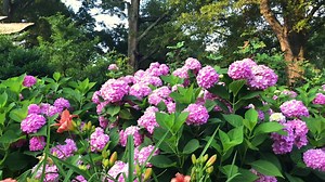 Luscious daylilies blooming with pink hydrangeas--a true vision of 'Strawberry Candy' in June-- | Delano Park Conservancy