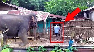 22K reactions · 549 shares | খাবারের সন্ধানে 45-50 টি হাতি দিনের বেলায় গ্রামের মধ্যে ঢুকে পড়লো। #elephant #wildlifeplanet #saveanimals #foryouシ #elephantlove #vairalvideo #ElephantAttack #wildlife #ipl2025 #animals #hati #fb #animallover #jungle #viral #new #reels #instagood #attack | Chinmay Mahata | Facebook