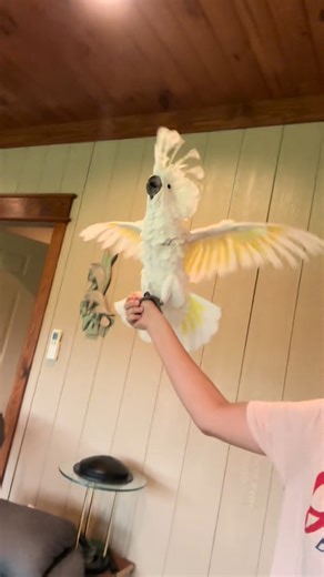 First it was Snowball in 2007. Now @snoweethecockatoo is going viral for his steady beat with his nighttime song 🦜🎶 Singing and rhythm build the brain — in animals and especially in kids. 🧠✨ Want songs and tips to grow your child’s brain through music? Visit https://www.rocknreadproject.org #RockNRead #SingWithYourBaby #BrainBuilding #MusicForLiteracy | The Rock 'n' Read Project