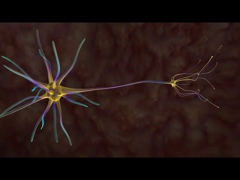 La transmission du message nerveux (Canopé)