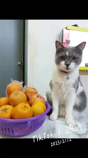 😻可爱的大海😻 (@seow.seow1)’s videos with Happy / Video CM / Ukulele ♬ Cooking / Family(897363) - ImoKenpi-Dou