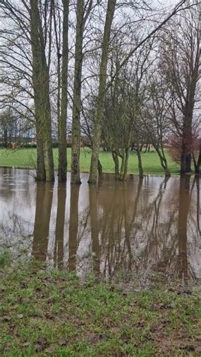 Tree reflections #reflections #nature #tree