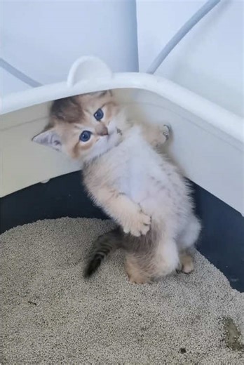 Funny Kitten Poop Fails & Cute Moments 😂