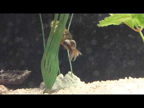 How Does a Cuttlefish Eat? | SeaWorld San Diego