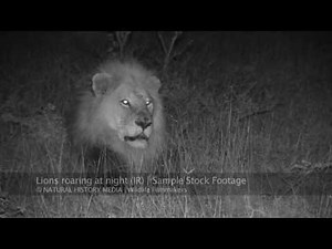 Lions roaring at night HD (IR)