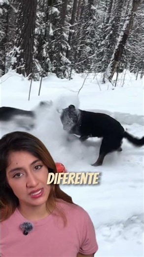 Una Pantera Puede Crecer Con Humanos? #datoscurisos #animales #felinos #pantera