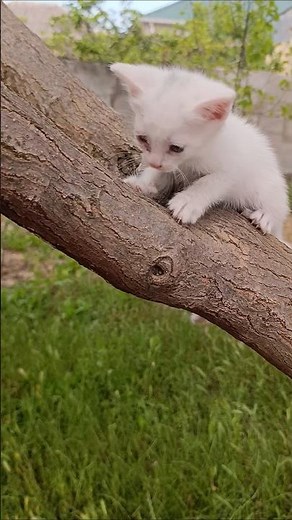 New the best cat videos that are interesting and much loved 🐱 Cute Kitten 😻best cat videos