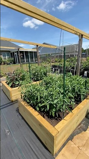 The Tomato Garden Is Exploding 🍅