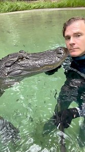 Just a friendly gator peck 😂🐊☠️~~~Our rescue gators are wild caught nuisance gators that would’ve otherwise been destroyed. The state of Florida destroys 8,000 “nuisance” gators annually, but we don’t have a nuisance gators problem but rather a nuisance HUMAN problem. 1k people a day move to FL, unsustainably developing the land, and a lot of ignorant people making a nuisance out of themselves. NEVER feed a wild gator, never have kids or pets near the water, and never swim in gator habitat! An