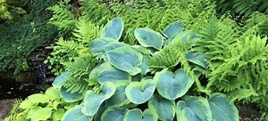 How to Make Your Own Fern Prints to Display | DoItYourself.com