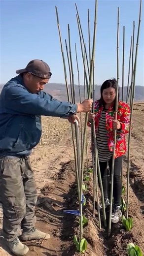 Smart Tree Planting Trick | Farming Support Method