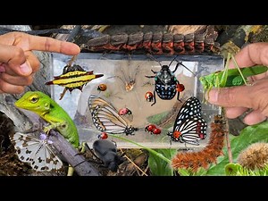Discovered rare giant firefly larvae‼️catch bug, baby lizard, butterfly, katydid, caterpillar,spider