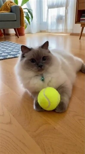 My cat almost managed to execute the "fetch" command