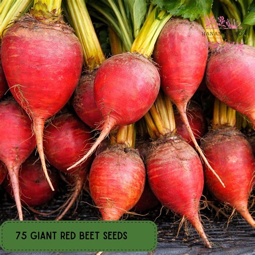 75 Giant Red Mangel Beet Seeds, Large Root Garden Variety - Etsy