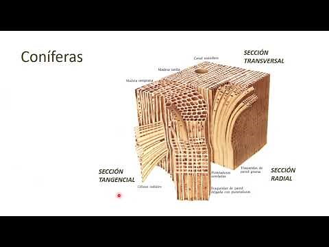 Anatomy of conifer wood | | UPV