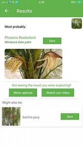 PlantSnap.com identifies Miniature date palm (Phoenix roebelenii), a species of date palm native to southeastern Asia, from southwestern China, northern Laos and northern Vietnam. | PlantSnap | Facebook