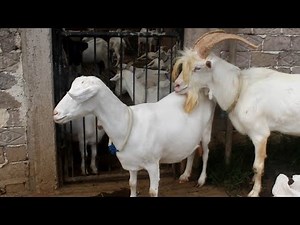Good Saanen Goat quality...! Prepare Breed for New Young Saanen Goat at farm