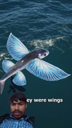 How Do Flying Fish Actually Fly #americanfacts #travel #americe #usa