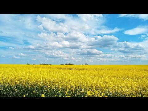 Guided Meditation — Resting in the Field of Presence
