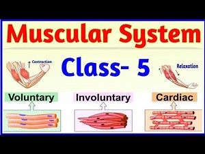 Muscular System Video Lecture | Science Olympiad for Class 5