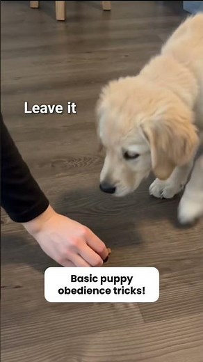 basic puppy obedience training