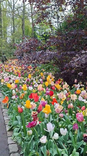 Keukenhof park - most beautiful spring garden in the world #travel #tulip #netherlands