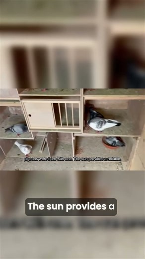 Birds Use This Navigation Trick Millions of Years Old ☀️ #pigeons #wildlife