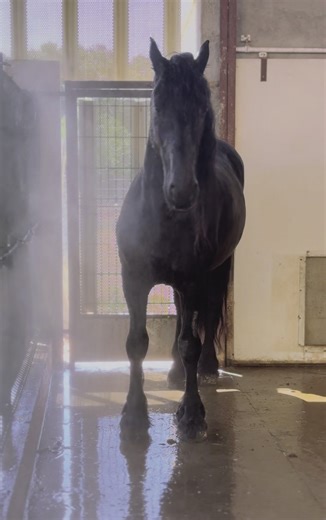 #frison #cheval #etalonfrison #baroque #letalonnoir #etalon #dressage #lhommedemavie #cirque #eau #chaleur #brumisateur