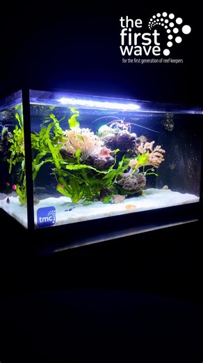 1.6K views · 11 reactions |  Bring the Ocean Home!  The TMC First Wave Aquarium is designed for effortless reefkeeping with style and innovation. Ready to start your own reef? Get yours today! ✨ Shop now https://tropicalmarinecentre.com/marine/product-categories-1/aquariums-2/first-wave #TMCFirstWave #ReefKeepingMadeEasy #TropicalMarineCentre #StartYourReef | Tropical Marine Centre | Facebook