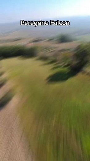 1.9K views · 41 reactions | Stiamo per tornare con il #festivaldelleaquile di #campli!!Prossimo appuntamento con le nostre passeggiate wild 8 dicembre ore 10.30 info 3208424540 vi aspettiamo!!!#falcong #passeggiatewild #festivaldelleaquile #abruzzo #italy #wild #wildexperience #falconry #life #falcon #giovannigranati #athenajitariuc#montigemelli www.montigemelli.itwww.falcong.it www.fortezzadicivitella.it Fortezza Civitella del Tronto #naturaselvaggia #poteredellaria | Falcong | Facebook