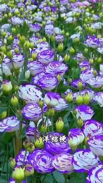 Enjoy a science lesson on flower varieties! How many flowers can you name? #science #flowers #pla...