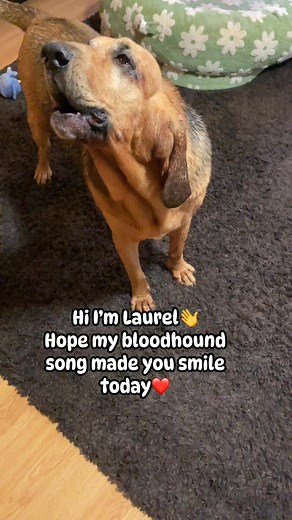 24K views · 2.9K reactions | Laurel the bloodhound loves to sing accompanied by George and Lily, her bloodhound brother and sister. #singingdog #bloodhound #doglover #hound | Thebloodhoundlife1 | Facebook