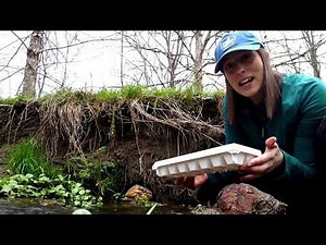 Riparian Buffers and Clean Water