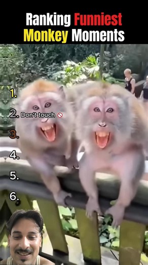 Ranking the Funniest Monkey Moments 😂🐵 #1 Will Make You Laugh Out Loud!