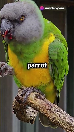 5 Fascinating Facts About the Senegal Parrot 🦜🌟#pets