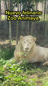#Nuevo atractivo en el Zoológico Animaya de #Merida el #Felinario Balam | Peninsulero