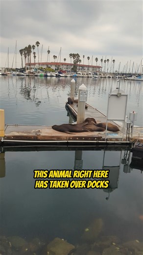 152K views · 778 reactions | This is happening in every Harbor up and...