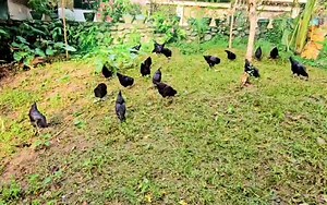 Free-Range Manok Pinoy Voracious Grass Eaters! In raising free-range chicken, farmers must make sure that the fowls have access to green grass. If they are raised in areas enclosed by fishing nets, it is best to have a second ranging area nearby para kapag naubos ang damo sa first enclosure, puede sila ilipat sa second area. Free-range chicken really need greens to be healthy and productive. #PracticalFarmingTips! | MannyPiñol