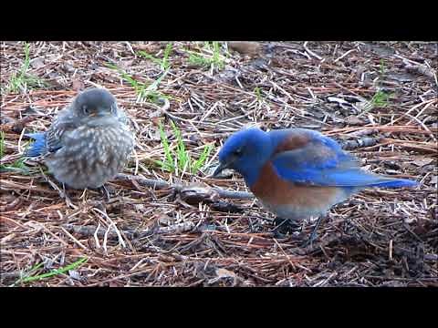 Western Bluebirds in the Springtime (California)