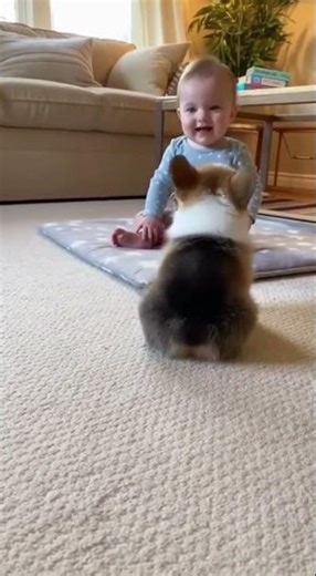 Baby Can't Stop Giggling at Corgi's Happy Hops!