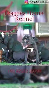 🐶 What does a 3.5-month-old Cane Corso puppy eat? | Doggies Home Kennel | ‪@PULKITvAmp‬