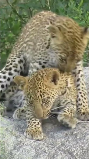 Ultra-Cute Leopard Cubs Cuddling and Playing on a Rock! | Sweet Big Cat Moments