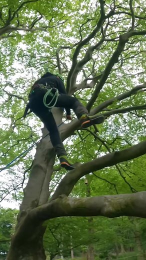 Tree climber free running. Reupload. #arbortec #arborist #treeclimber #parkour #treeclimbing