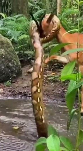 Smartphone footage jungle waterhole, antelope drinking python