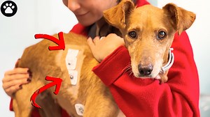 How to Attach a Holter Monitor to a Dog’s Heart Please donate, help us save Brownie https://letsadoptinternational.com/en/20241122/rescues/there-is-something-wrong-with-her-heart/ In today’s video, we fitted a Holter monitor on Brownie to track her heart and determine if she needs a pacemaker. This is a crucial step in her recovery journey, and we’re committed to giving her the best chance to move forward. https://letsadoptinternational.com/en/20241122/rescues/there-is-something-wrong-with-her-h