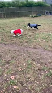 Its Friday! Woop woop | Pedigree-Pals